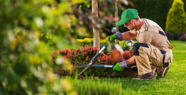 Landscaping crew member trimming shrubs in a residential yard