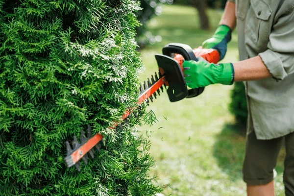 Professionally trimmed shrubs and hedges along a residential property