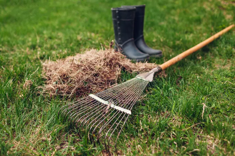 Worker raking a heap of dry thatch and grass off a spring lawn after dethatching
