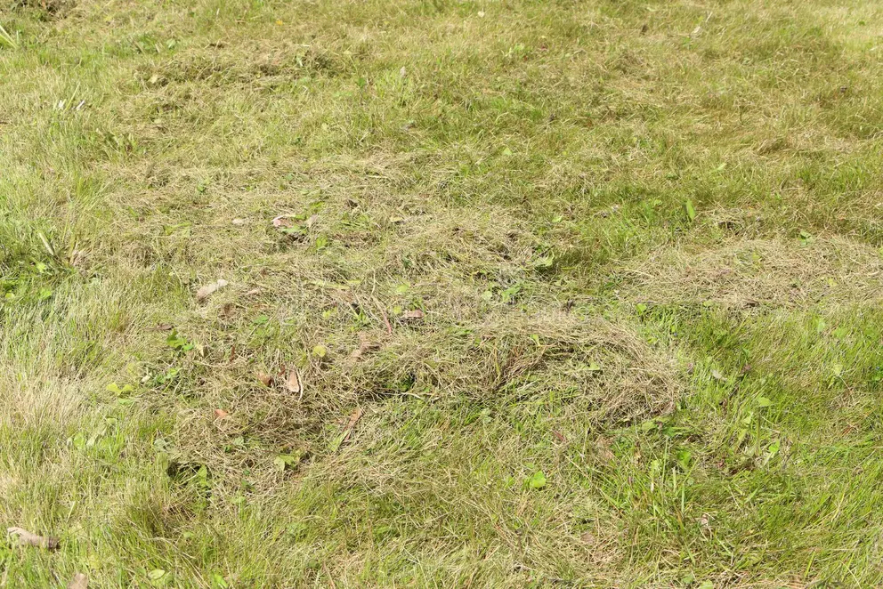 Large piles of detached thatch and grass removed from a lawn after using a power dethatcher or scarifier