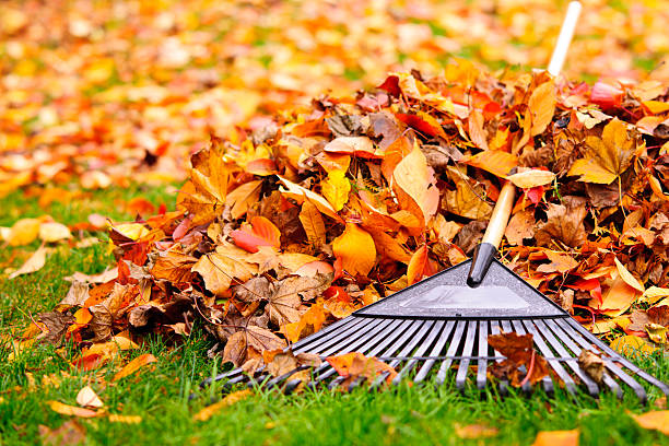 Pile of autumn leaves on a lawn with a rake ready for fall cleanup