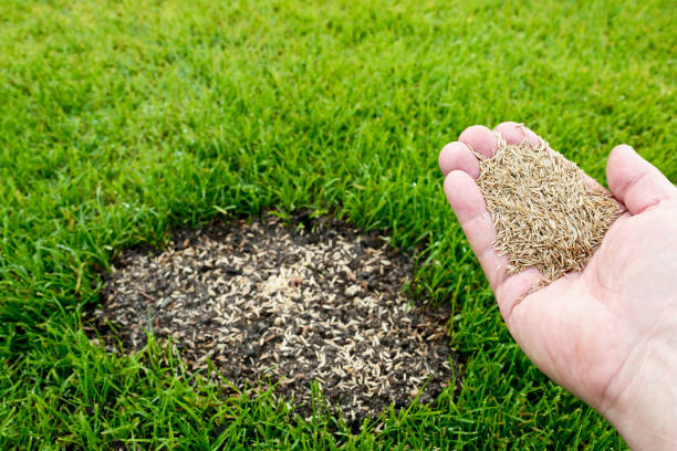 Grass seed being applied to a bare patch in a green lawn