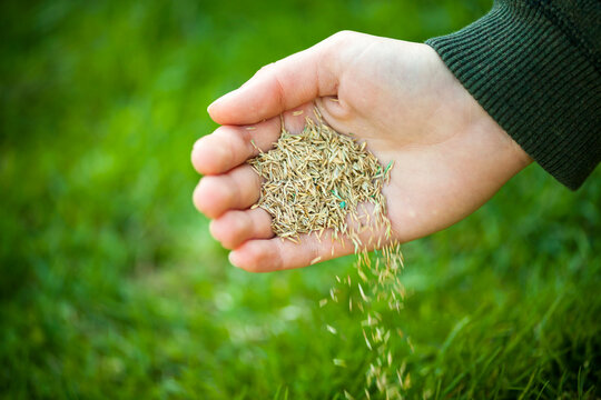 Hand scattering grass seed over a green lawn during overseeding