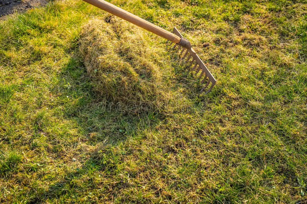 Person scarifying and raking a lawn with a rake to remove dead thatch, weeds, and moss